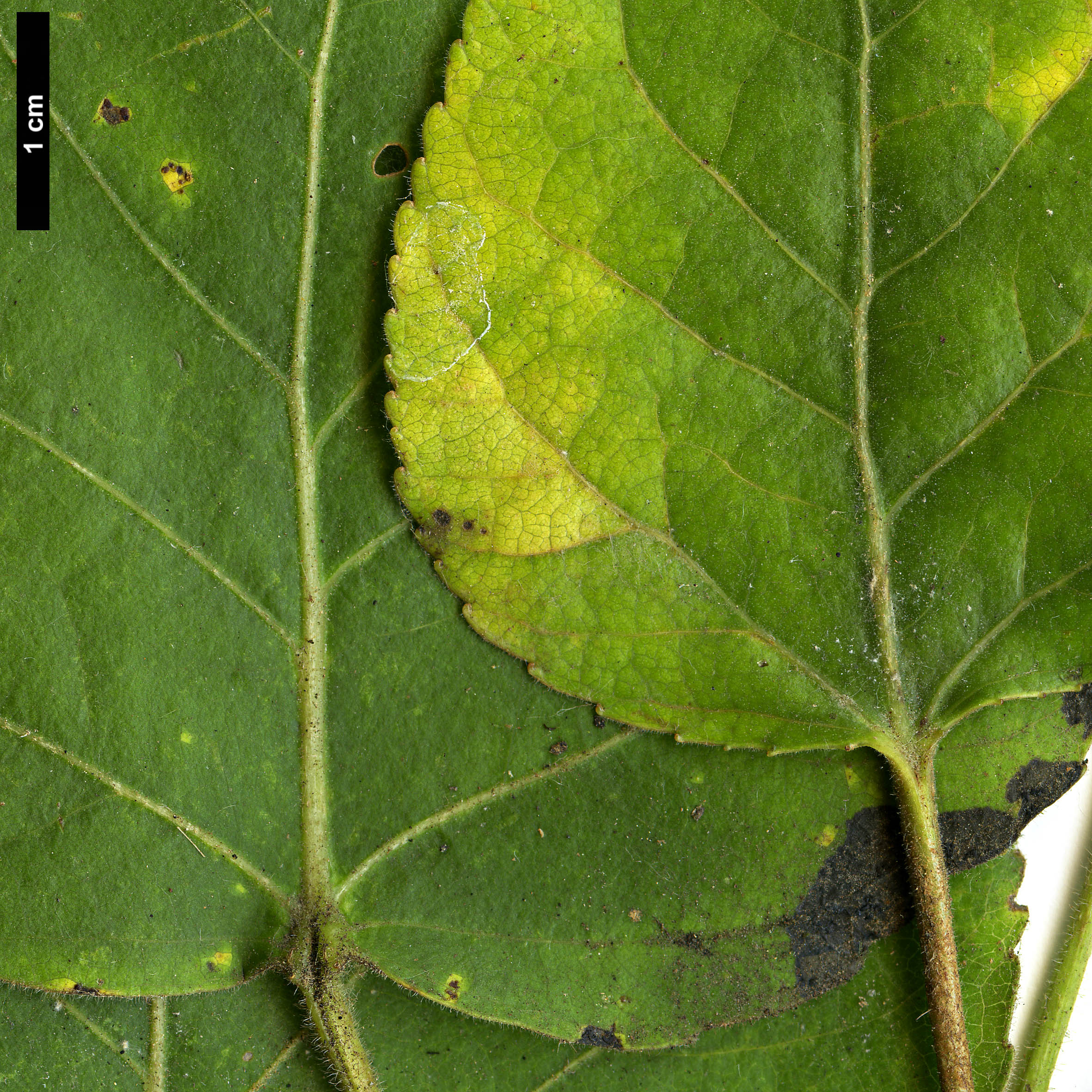 High resolution image: Family: Salicaceae - Genus: Populus - Taxon: aff. balsamifera